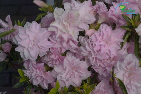 Azalia japońska Nancy Dippel